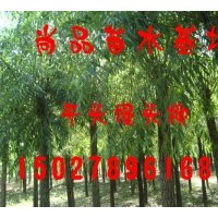 大量供應(yīng)二次定干速生柳、垂柳、饅頭柳、金絲垂柳等工程苗木