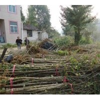 現(xiàn)貨供應(yīng)30-1.5米高，米徑1-5公分銀杏小苗，湖北