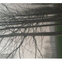 常年供應(yīng)法桐