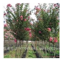 供紫薇1—15公分