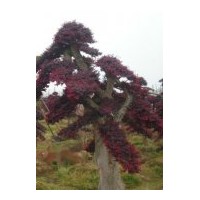 供應造型紅繼木