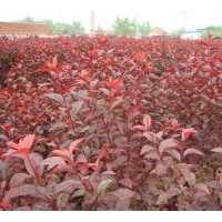 供應(yīng)太陽李