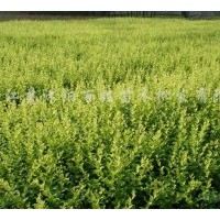 供應(yīng)紅葉小檗，金葉女貞，大量,薄利多銷,,謝謝，