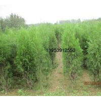 供應2以上米側柏苗