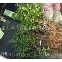供應山東樹形四季金銀花苗木