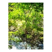 供應(yīng)青楓