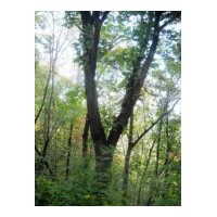 供應(yīng)青岡櫟