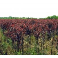 四川宏達供應紅葉李