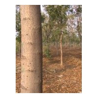 供應(yīng)法桐 提示：惡意提價將會導(dǎo)致法桐滯銷