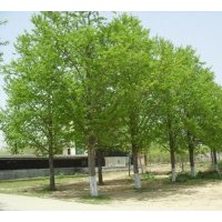 供應(yīng)銀杏樹最新價(jià)格，銀杏樹嫁接樹價(jià)格