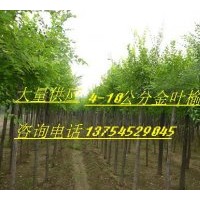 供應(yīng)金葉榆 河北金葉榆 金葉榆價格 金葉榆圖片