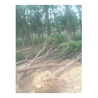 供應(yīng)8-30公分國(guó)槐、法桐、合歡、臭椿