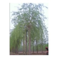 供應(yīng)河北金絲柳