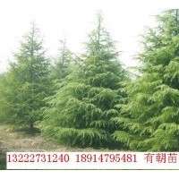 供應(yīng)雪松、蜀檜、龍柏、紅葉石楠、香樟等