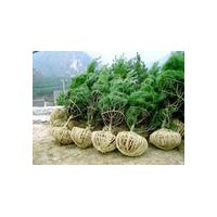 特供白皮松 營(yíng)養(yǎng)杯白皮松 占地苗白皮松 綠化用白皮松