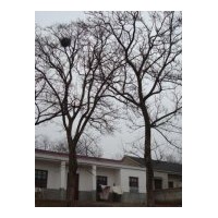 供應重陽木、樂昌含笑