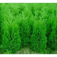 供應(yīng)側(cè)柏苗 國槐苗 油松 白皮松