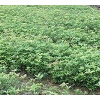銷售桂花1-2年生小苗4-40公分的金桂、丹桂、朱砂