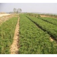 有1；2；3年容器袋白皮松樹苗100萬