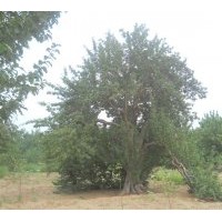 批發(fā)海棠樹(shù)