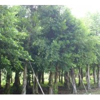 （小葉榕）地苗和假植袋苗