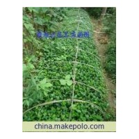 最新北海道黃楊價(jià)格行情、花椒苗、桃樹苗、側(cè)柏苗、龍柏苗