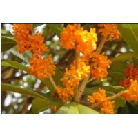 紅花丹桂 胸徑2----10公分