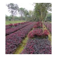 大量供應“紅繼木”