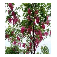 供應(yīng)香花槐