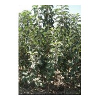 出售寒富蘋(píng)果苗