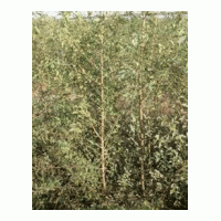 供應(yīng)2年生白榆苗，一、二年生山丁子苗，
