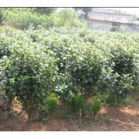 供:茶花球、紅繼木球、海桐球、桂花球、羅漢松球