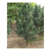 供應早紅雙季丹桂，香樟，欒樹，杜英，樂昌含笑，香泡，羅漢松