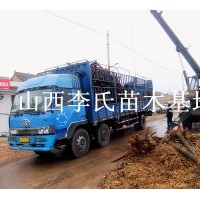 山西；國槐 刺槐龍爪槐香花槐紫葉李皂角榆樹