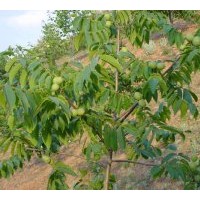 各種大規(guī)格核桃樹/山楂樹/桃樹/棗樹/杏樹/速生楊/紅葉楊