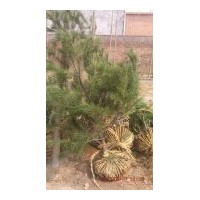 專供1-8米白皮松