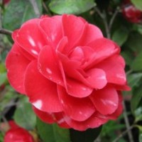 銷售-美國(guó)大紅