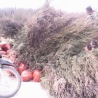 供應(yīng)山西側(cè)柏苗 供應(yīng)1米側(cè)柏苗 出售側(cè)柏苗 出售1米側(cè)柏苗