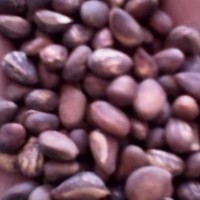 供應(yīng)白皮松種子白皮松種子價格白皮松種子哪里好