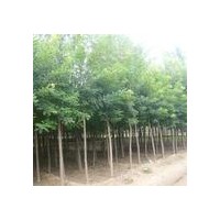 供應(yīng)白蠟，國槐直徑15,18,20,22,25，30公分