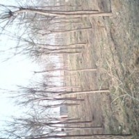 白蠟6-20、榆樹3-60柳樹6、-3、、國槐8-60、法桐8-12兩年冒