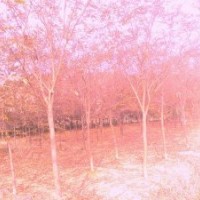 句容四季青園藝場供應(yīng)優(yōu)質(zhì)櫸樹