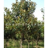 句容優(yōu)質(zhì)廣玉蘭低價出售