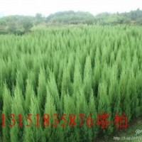 供應(yīng)蜀快，燕尾，萱草，麥冬，草坪，紅葉小檗，