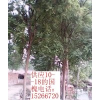 大規(guī)格國槐