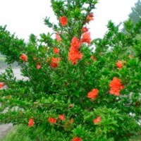 牡丹花石榴、叢生花石榴、花石榴小苗