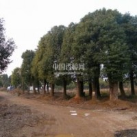 供應(yīng)15-50公分精品香樟樹