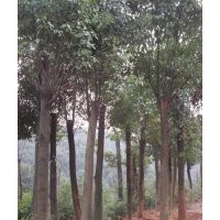 苗圃低價(jià)供應(yīng)8公分以上全冠、移植香樟