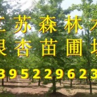 專(zhuān)供優(yōu)質(zhì)銀杏樹(shù)
