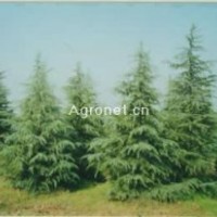 供應(yīng)苗木-大葉女貞，合歡，迎春，棣棠，連翹